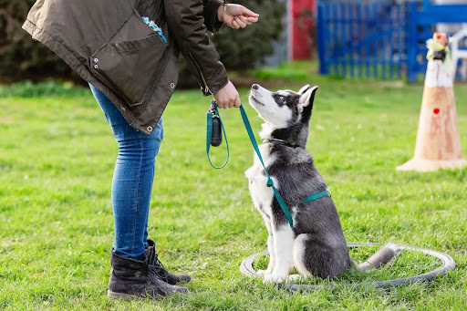 Master Dog Behavior with Expert Training - Through The Leash