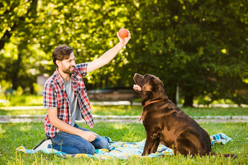 Keeping Your Dog Engaged and Happy