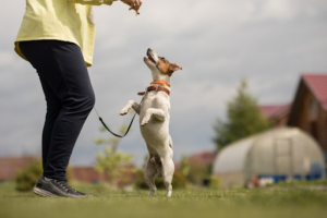 Understanding Behavior Training In Dogs