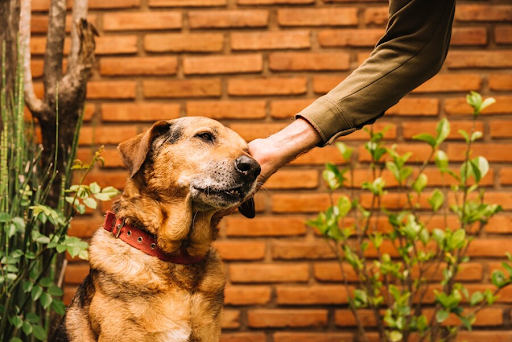 Knowing the Needs of Your Dog