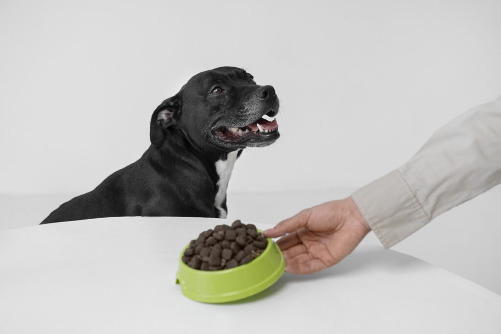 The Role of Diet and Exercise in Dog Behavior Training