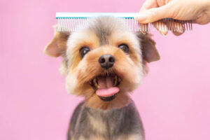 How to Choose the Right Dog Groomer