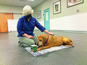 Canine Good Citizen (CGC) Program: Training for the Best-Mannered Pup