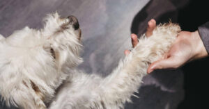 Finding the Best Dog Grooming Services in Charlotte, NC