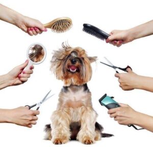 DIY Grooming Tips for Dog Owners