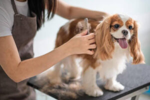 Training Your Dog