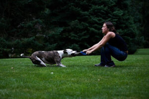 Canine Good Citizen (CGC) Program – For the "Top Tier" Pups